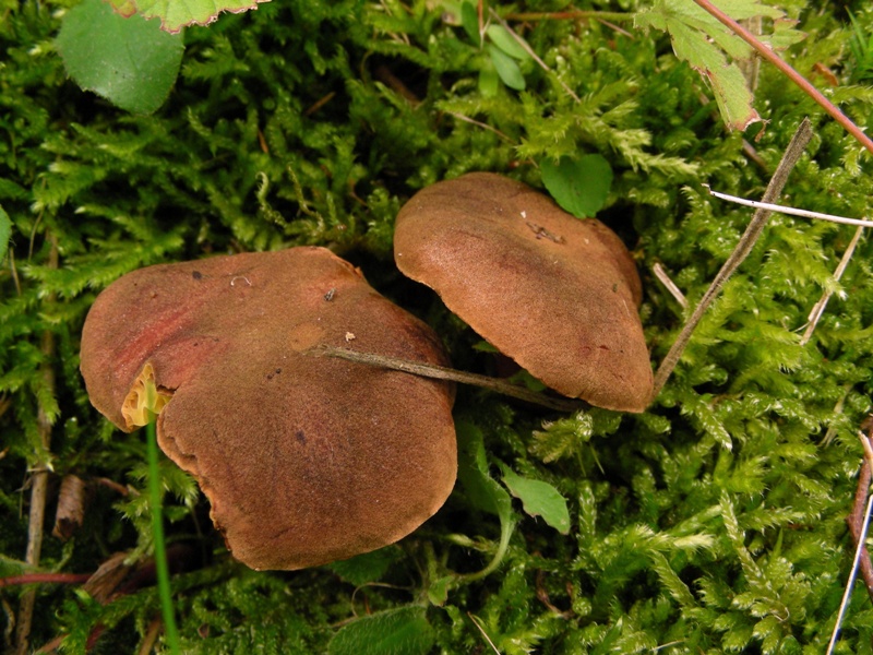 Phylloporus rhodoxanthus, finalmente!!!